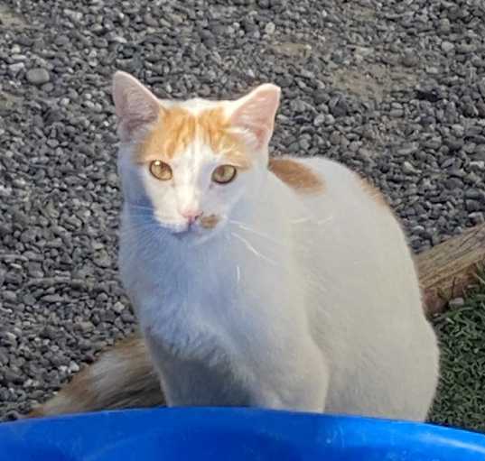 Photo of Ares