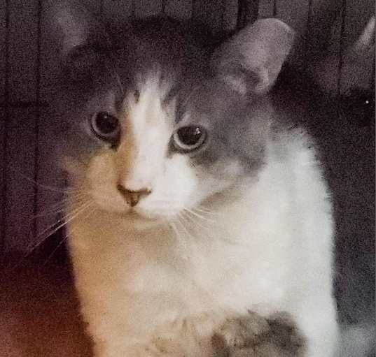 Photo of Melvin