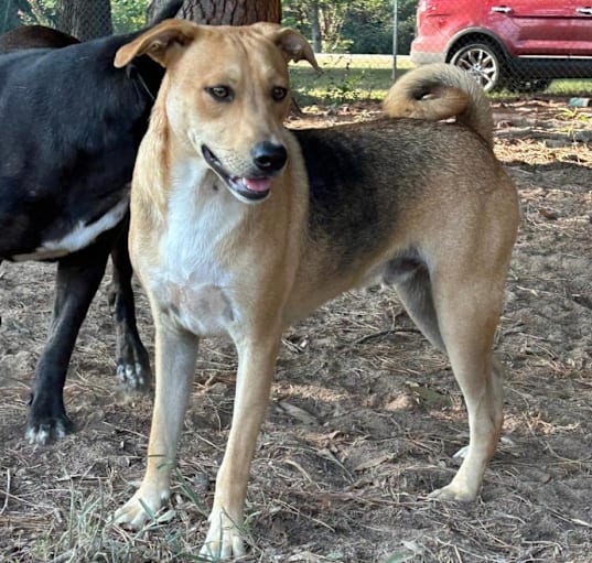 Photo of Rowdy