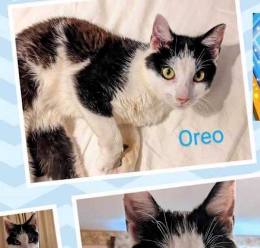 Photo of Oreo