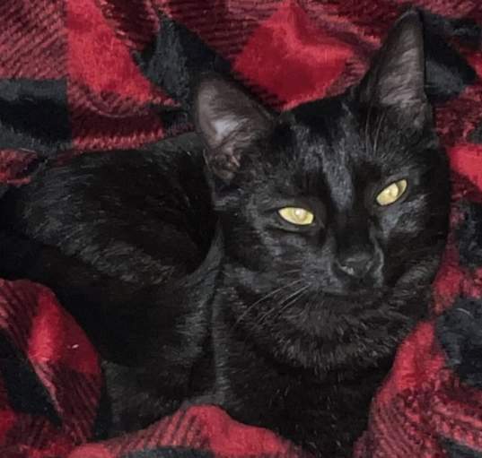 Photo of Astin