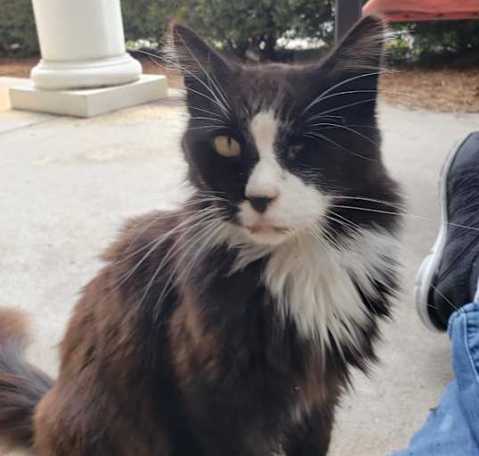 Photo of Nugget