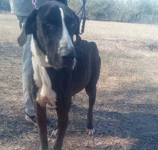 Photo of Bitty