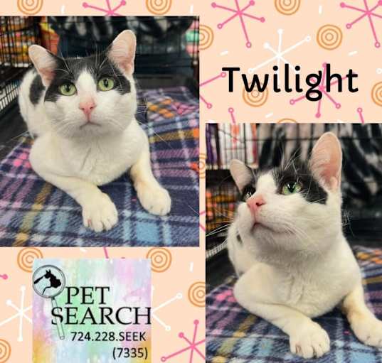 Photo of Twilight
