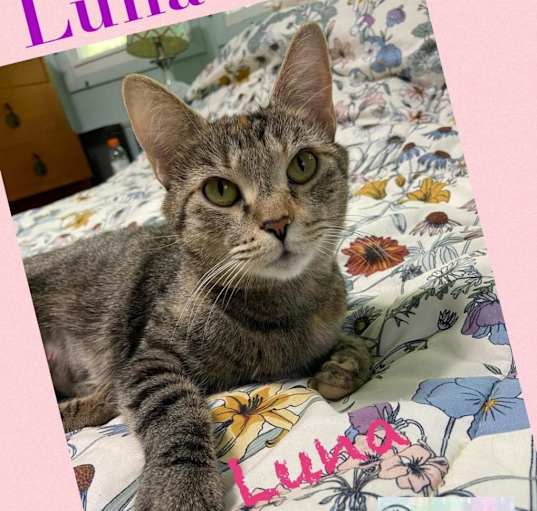 Photo of Luna