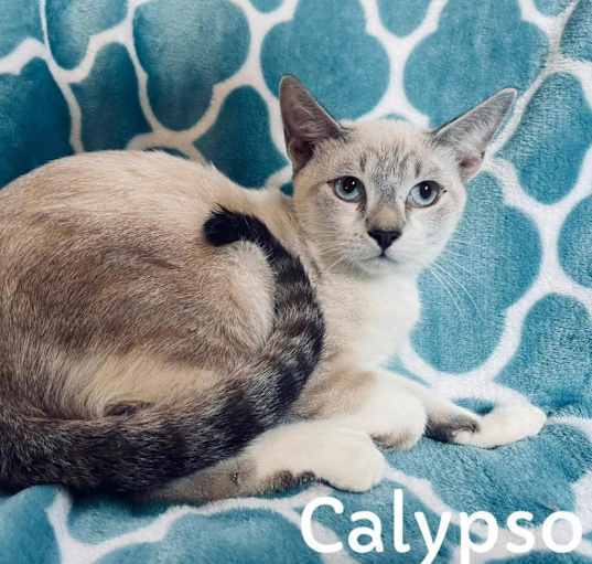 Photo of Calypso
