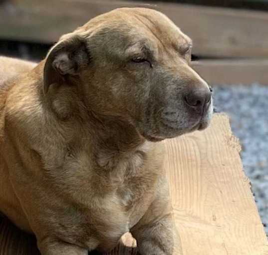 Photo of Sarabi