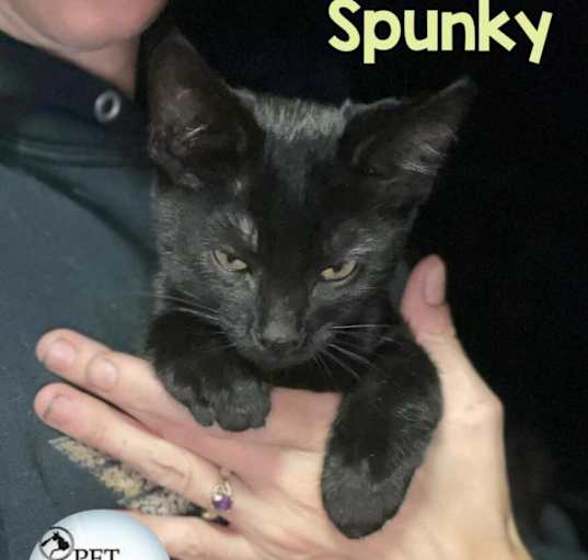 Photo of Spunky