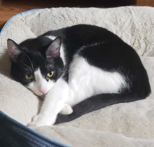 Photo of Chip