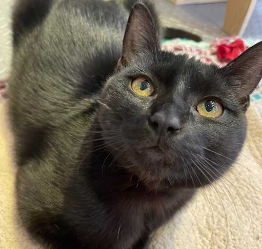 Photo of Brownie