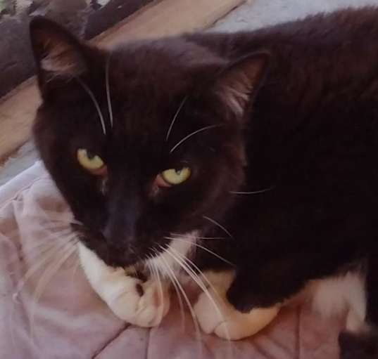 Photo of Rosco