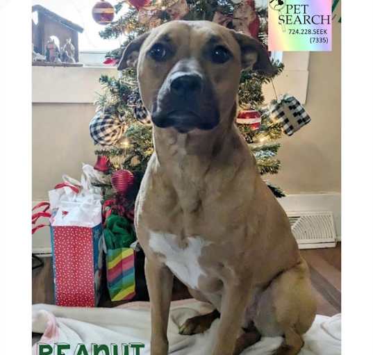 Photo of Peanut