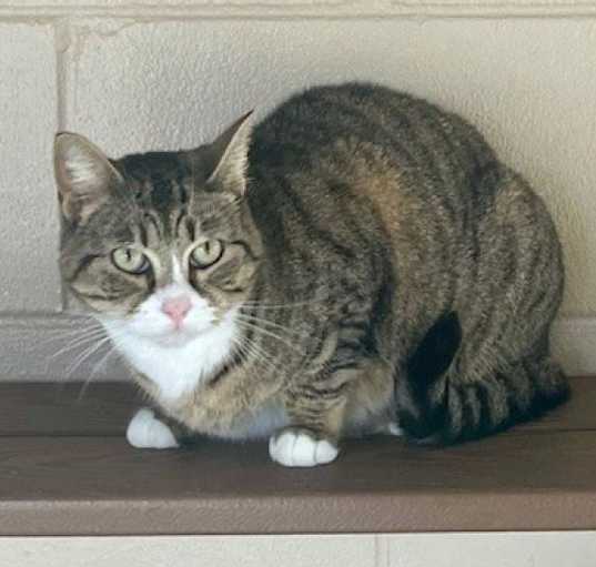 Photo of Sinatra