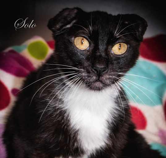 Photo of Solo