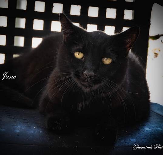 Photo of Sweet Baby Jane