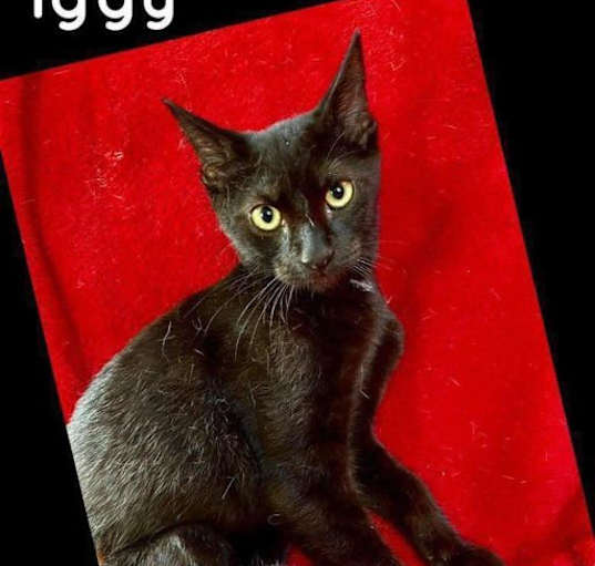 Photo of Iggy