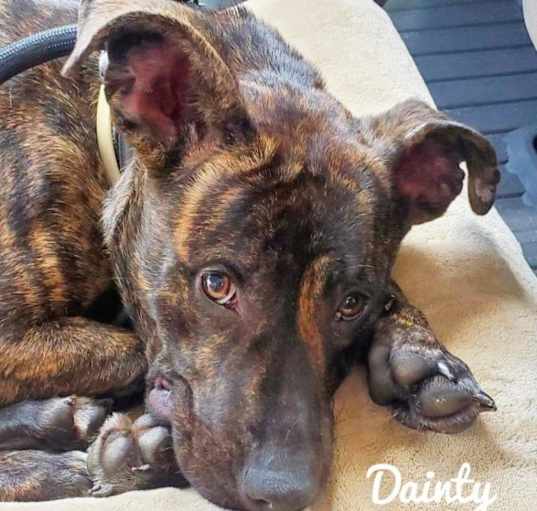 Photo of Dainty