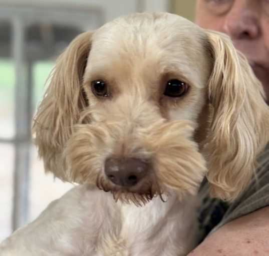 Photo of Barney