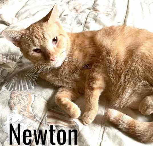 Photo of Newton