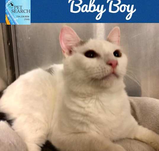 Photo of Baby Boy
