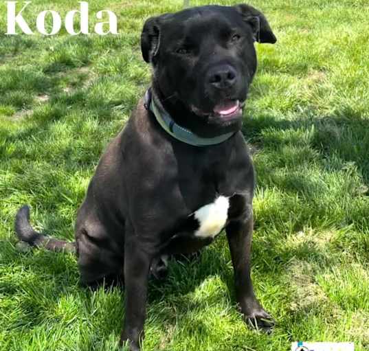 Photo of Koda
