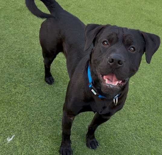 Photo of GINO-A2173452