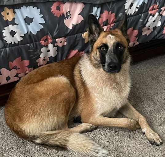 Photo of Rocky  -  *By Appointment*