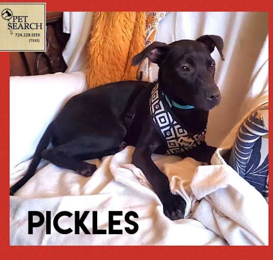 Photo of Pickles