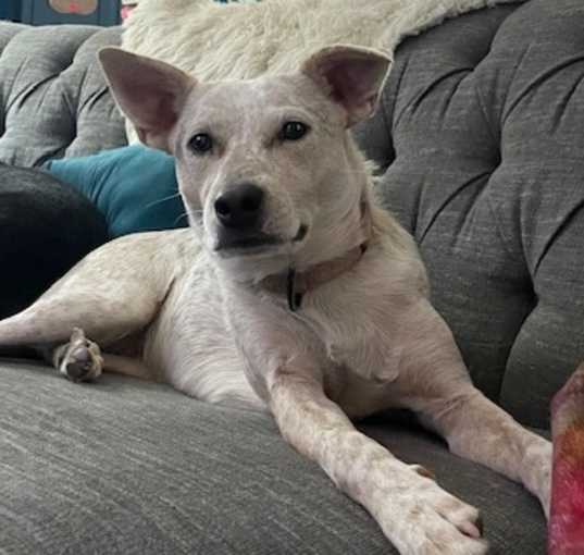 Photo of Biscotti