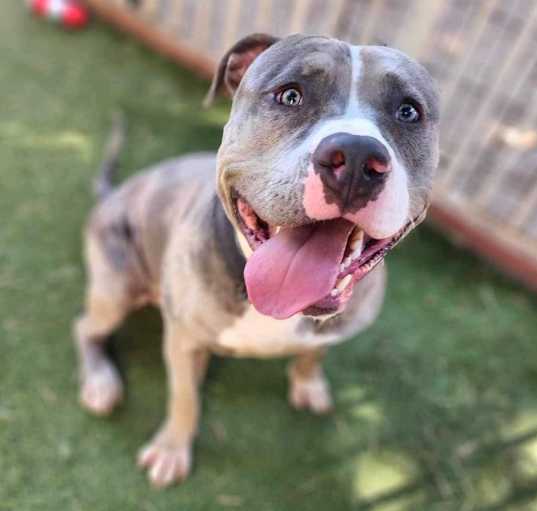 Photo of Goliath (0C000-525)-Claremont Location