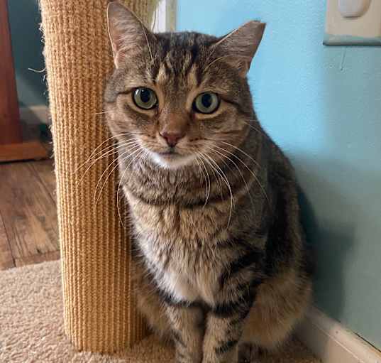 Photo of Hawkeye