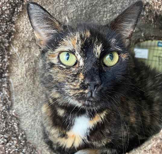 Photo of Cali