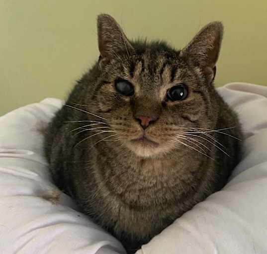 Photo of Teddy