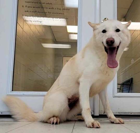 Photo of Wolfie