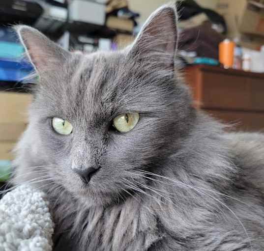 Photo of Finn