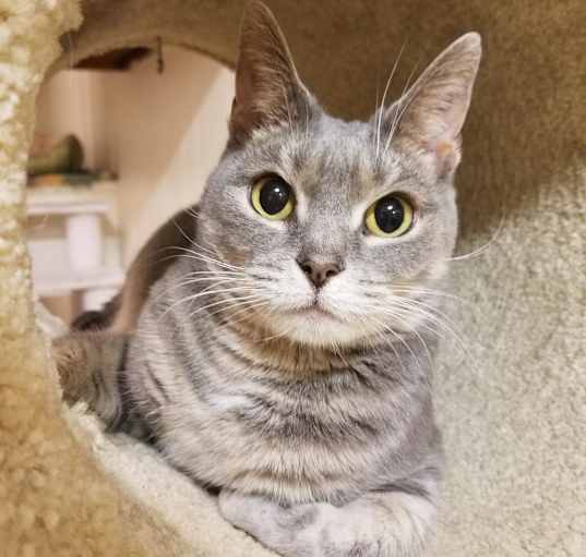 Photo of Athena