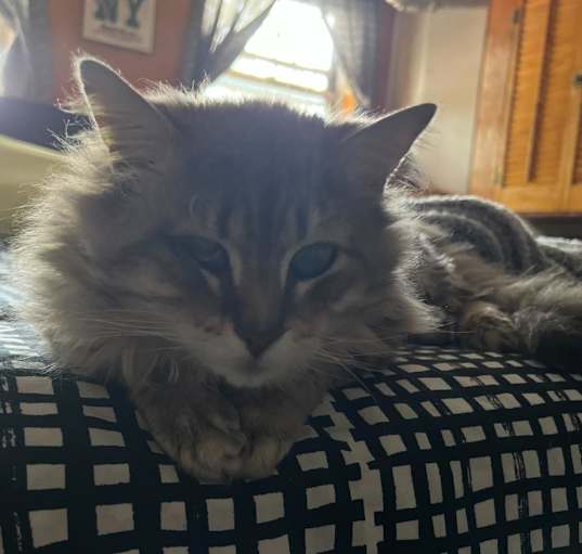 Photo of Scar