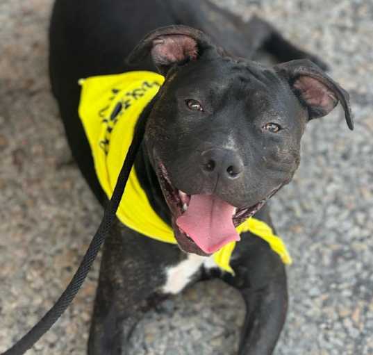 Photo of Huck