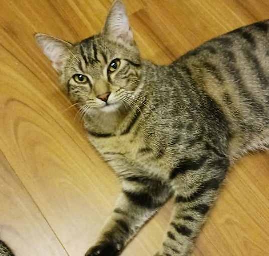 Photo of Phuzzy