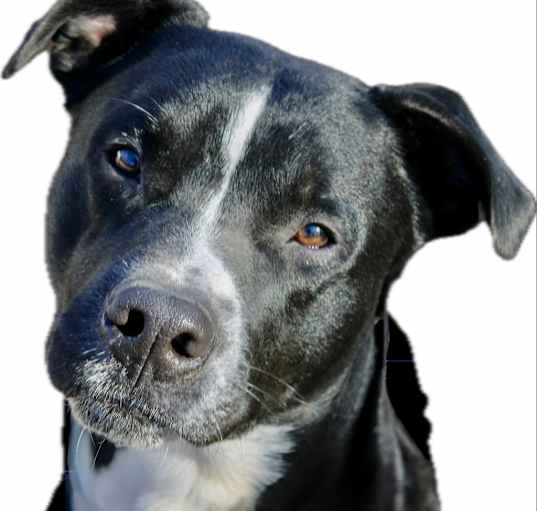 Photo of Black Jack