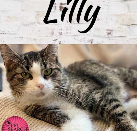 Photo of Lilly