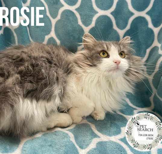 Photo of Rosie