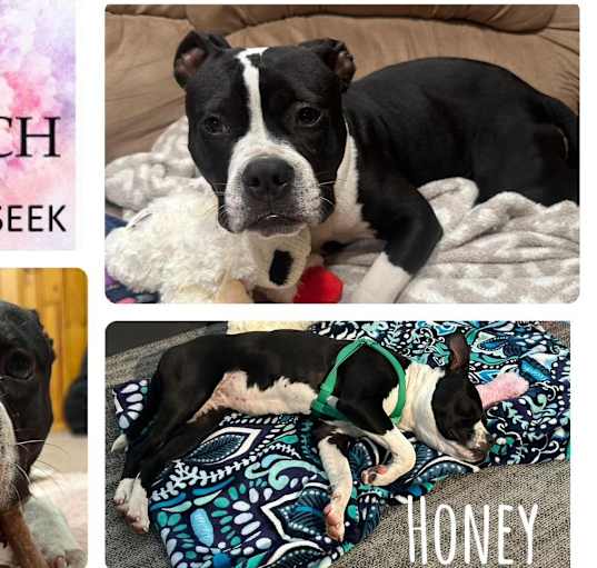 Photo of Honey