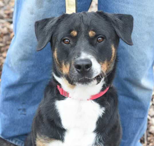 Photo of Wishbone