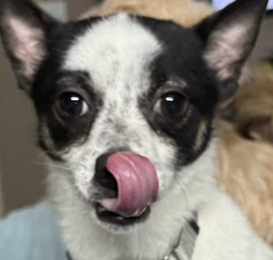 Photo of Taz