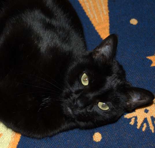 Photo of Mallory