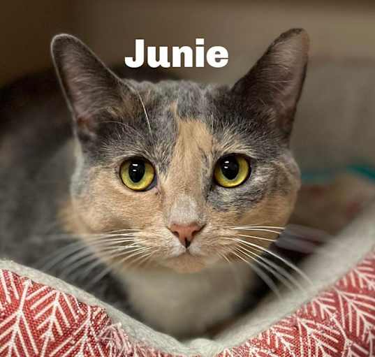 Photo of Junie 23552