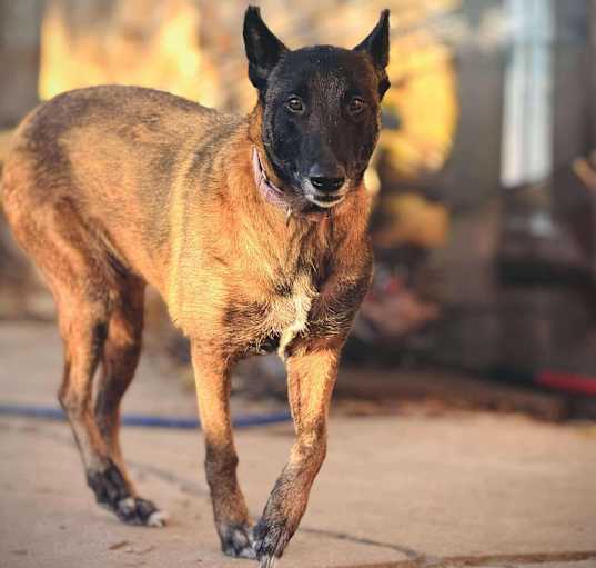 Photo of Gypsy