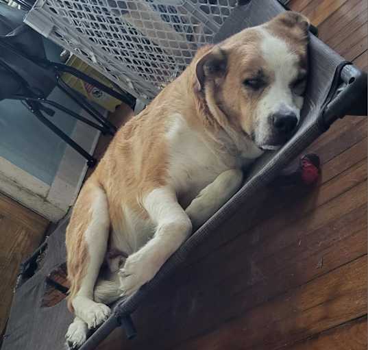 Photo of Bruno