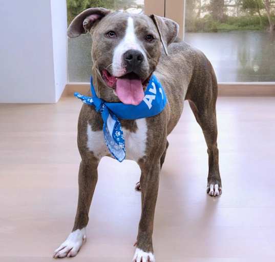 Photo of Lola